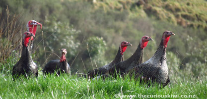 Turkeys, Forgotten World Highway