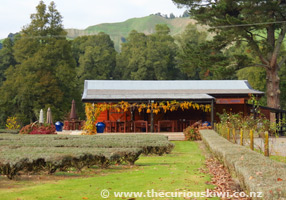 Lauren's Lavender Farm, Forgotten World Highway