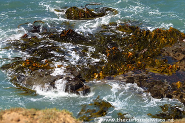 Seaweed at Slope Point